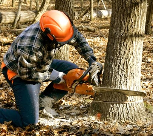 Tree Removal in Roper, NC